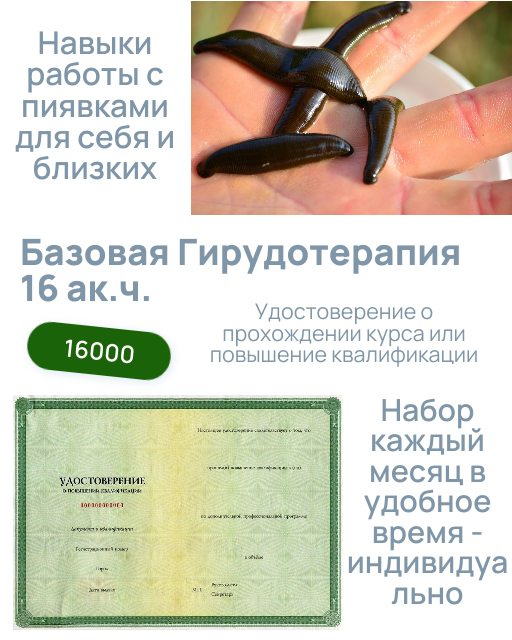 базовая гирудотерапия